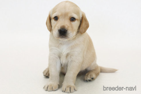 成約済の神奈川県のミックス犬-385589